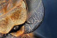 Auge einer Libelle von Rob Smit Miniaturansicht
