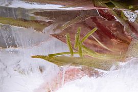 Amaryllis in ice 2 by Marc Heiligenstein