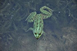 Grünfrosch von Eveline Ketterer