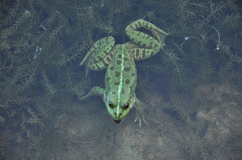 Frog by Eveline Ketterer