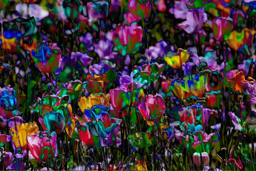 Bunt blühendeTulpen,  (Tulipa), Blumenbeet, Deutschland von Torsten Krüger