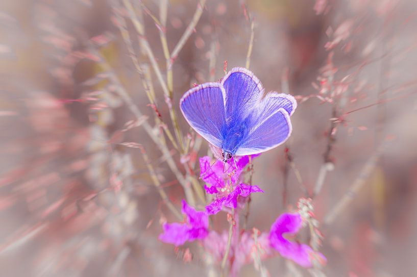 Icarusblauwtje op een bloem van wilgenroosje.  van Ron Poot