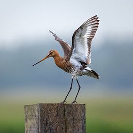 De Grutto in Volle Glorie: Een Typisch Hollands Tafereel van Hevonax Photography