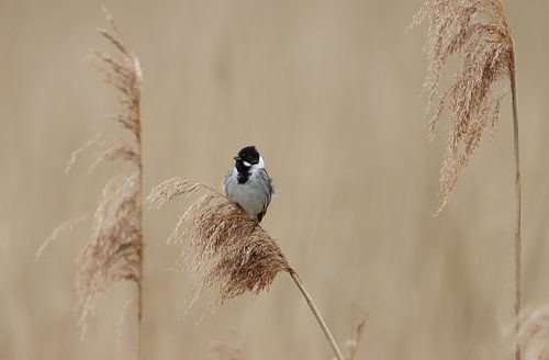 Reed bunting in the reeds