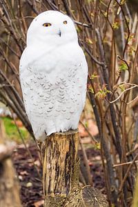 Majestätische Schneeeule in winterlicher Umgebung – elegant, geheimnisvoll und eindrucksvoll.