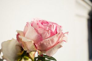 Rosa Hochstammrosen am Circus in Putbus auf Rügen