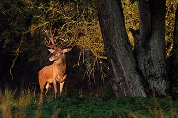 first light... Red Deer *Cervus elaphus* van wunderbare Erde