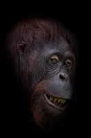 Funny orangutan face