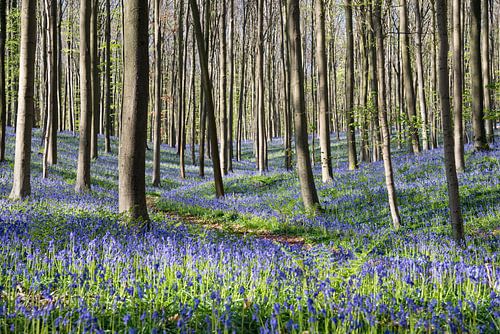 paysage de jacinthes de forêt