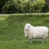 a very woolly sheep in a meadow by W J Kok
