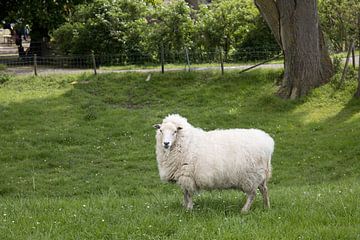 ein sehr wolliges Schaf auf einer Wiese von W J Kok