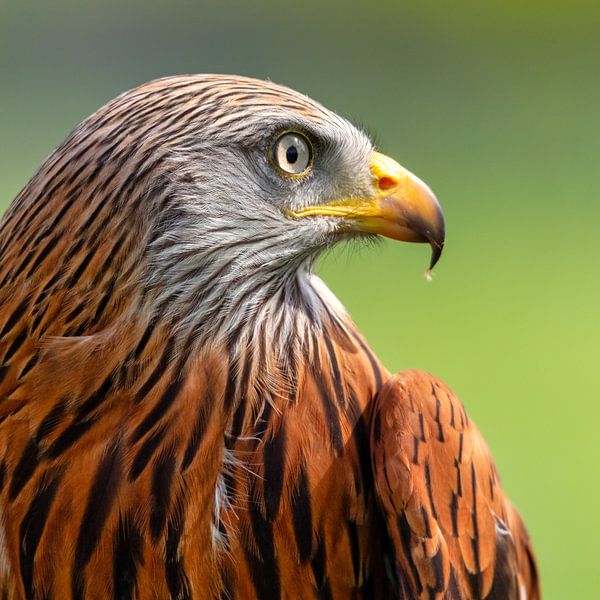 red WouW by MadebyGreet