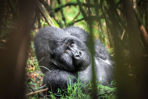 Zilverrug berggorilla in bamboe bos