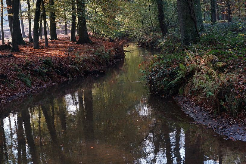 Beek in zomers bos van Herman Peters