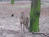 cheeta