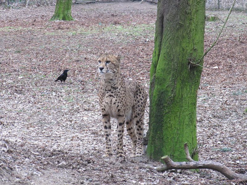 cheeta van Folbert Nicolai