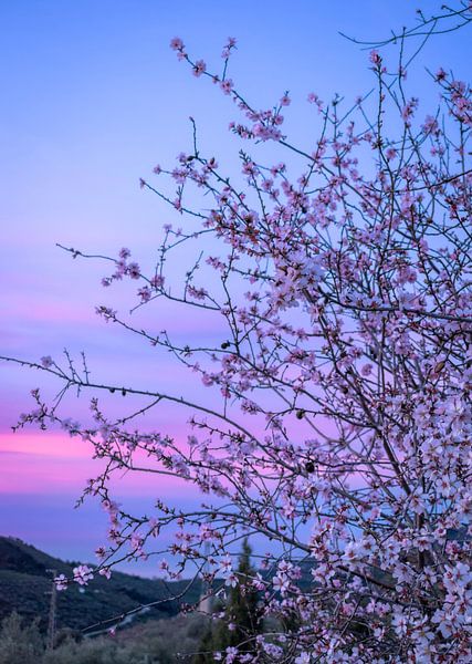 Een prachtige start van Valentijnsdag in Andalusië van Alice's Pictures