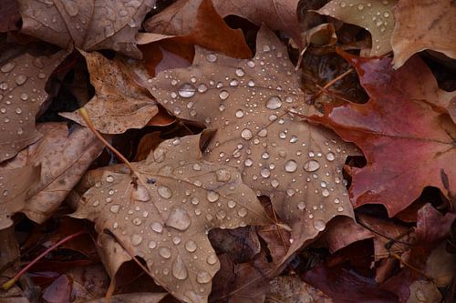 Het gebladerte van de herfst in het bos