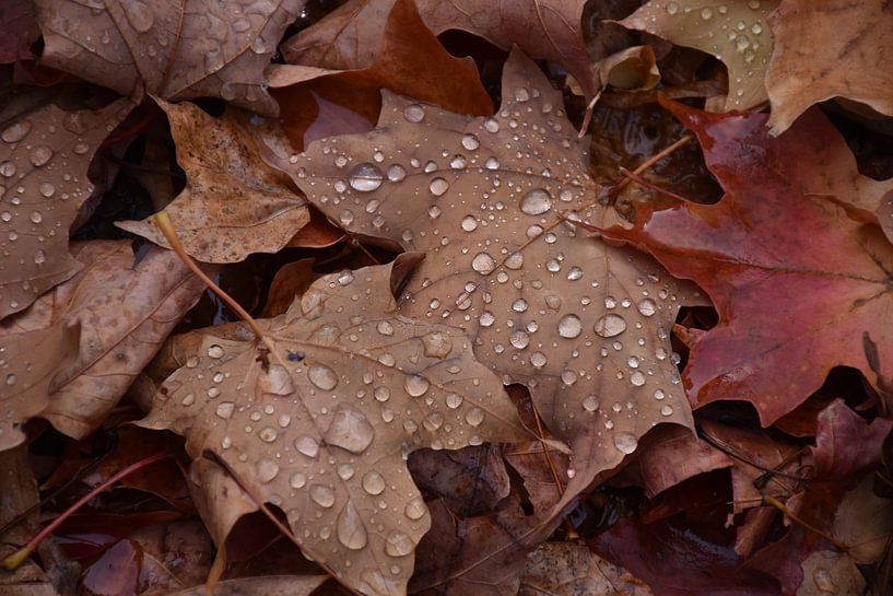 Autumn foliage in the forest by Claude Laprise