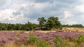 Landscape photography - The Heath ... by Bert v.d. Kraats Fotografie