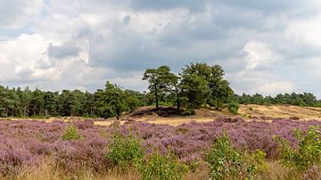 Landschapsfotografie - De Heide... van Bert v.d. Kraats Fotografie