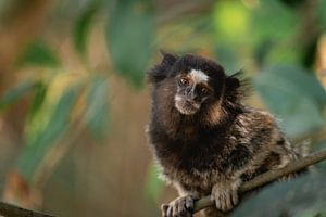 Portret van een Marmoset-aapje in São Paulo, Brazilië
