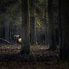 Edl deer in the forest by Ton Drijfhamer