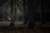 Edelhert in een donker bos van Ton Drijfhamer thumbnail