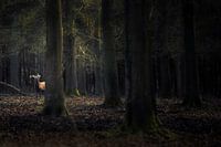 Edl deer in the forest