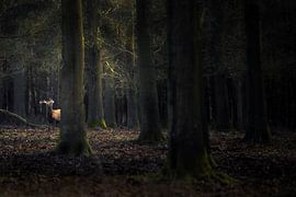 Edl-Hirsch im Wald von Ton Drijfhamer