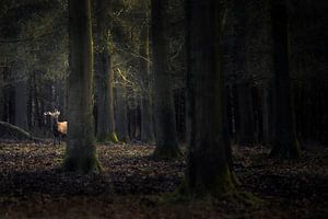 Edelhert in een donker bos van Ton Drijfhamer