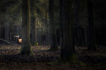 Edelhert in een donker bos
