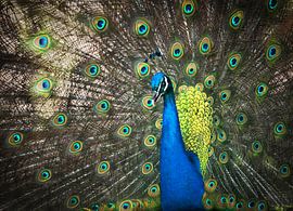 pauw van Annette Sturm