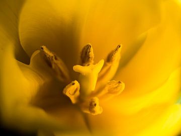 Gros plan sur les fleurs jaunes en macrophotographie