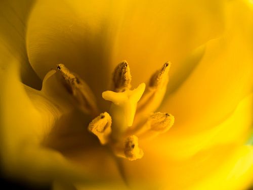 Bloem Geel Close-up Macro Fotografie