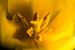 Blume Gelb Nahaufnahme Makro-Fotografie von Art By Dominic