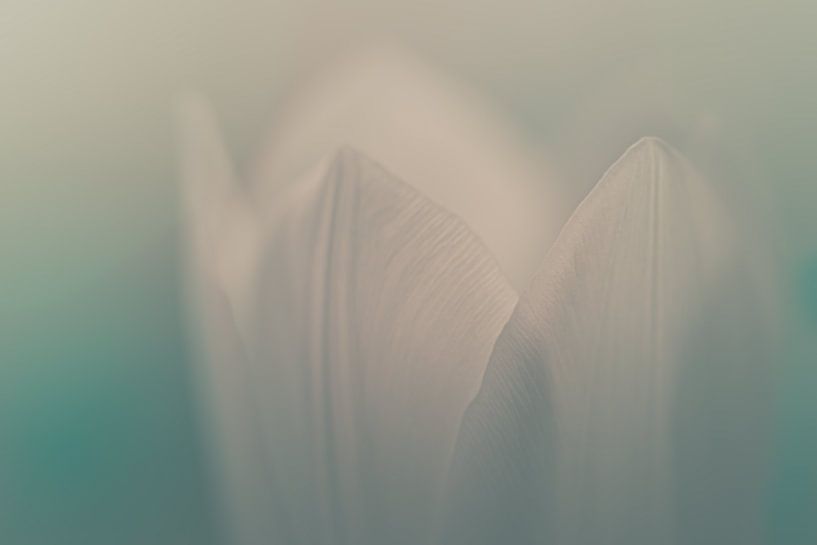 Tulpe #2 von Piotr Aleksander Nowak