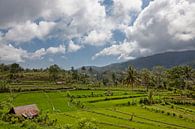 Bali Reisterrassen. Die schönen und dramatischen Reisfelder von Jatiluwih im Südosten Balis. von Tjeerd Kruse Miniaturansicht