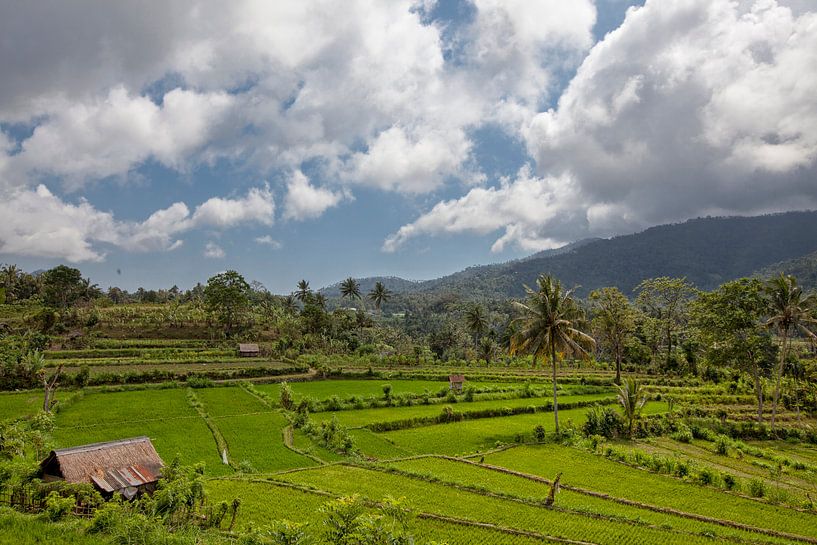 Bali Reisterrassen. Die schönen und dramatischen Reisfelder von Jatiluwih im Südosten Balis. von Tjeerd Kruse