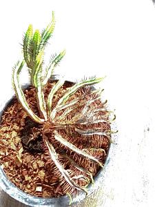 Kamerplant: SciFi Cactus 2-7