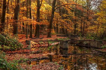 Autumn in the Watercourse Forest near Marknesse (2nd)