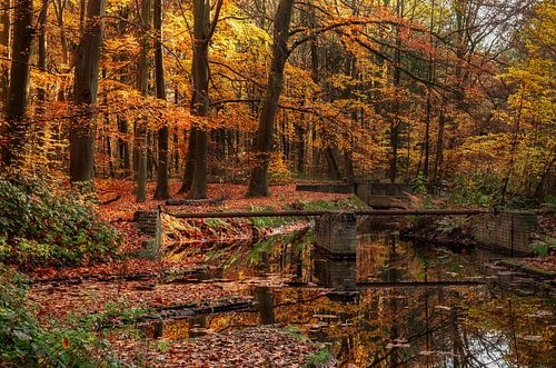 Herfst in het Waterloopbos nabij Marknesse  (2e)