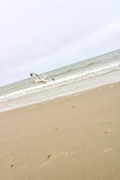The Seagull by Angela Siebenga