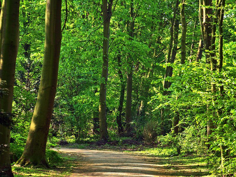 Chemin forestier par Edgar Schermaul