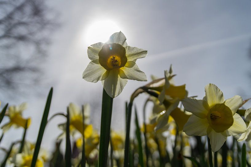 Daffodil by Peter Sneijders