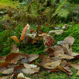 Toadstools between leaves in the moss by Holger W. Spieker
