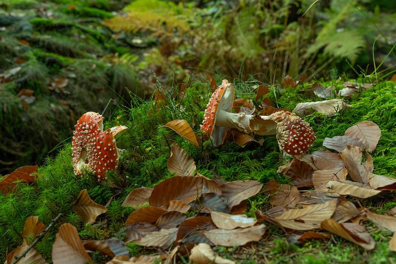 Fliegenpilze zwischen Blättern im Moos von Holger W. Spieker