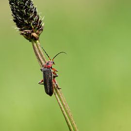 Soldaatje by Marcel Tiemens