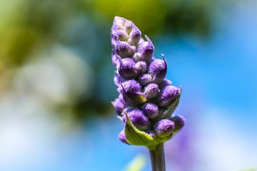 close-up op enkele lavendelbloesem met wazige achtergrond van pixxelmixx