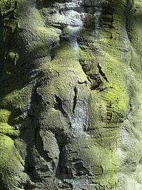 Tree by Roy Strik